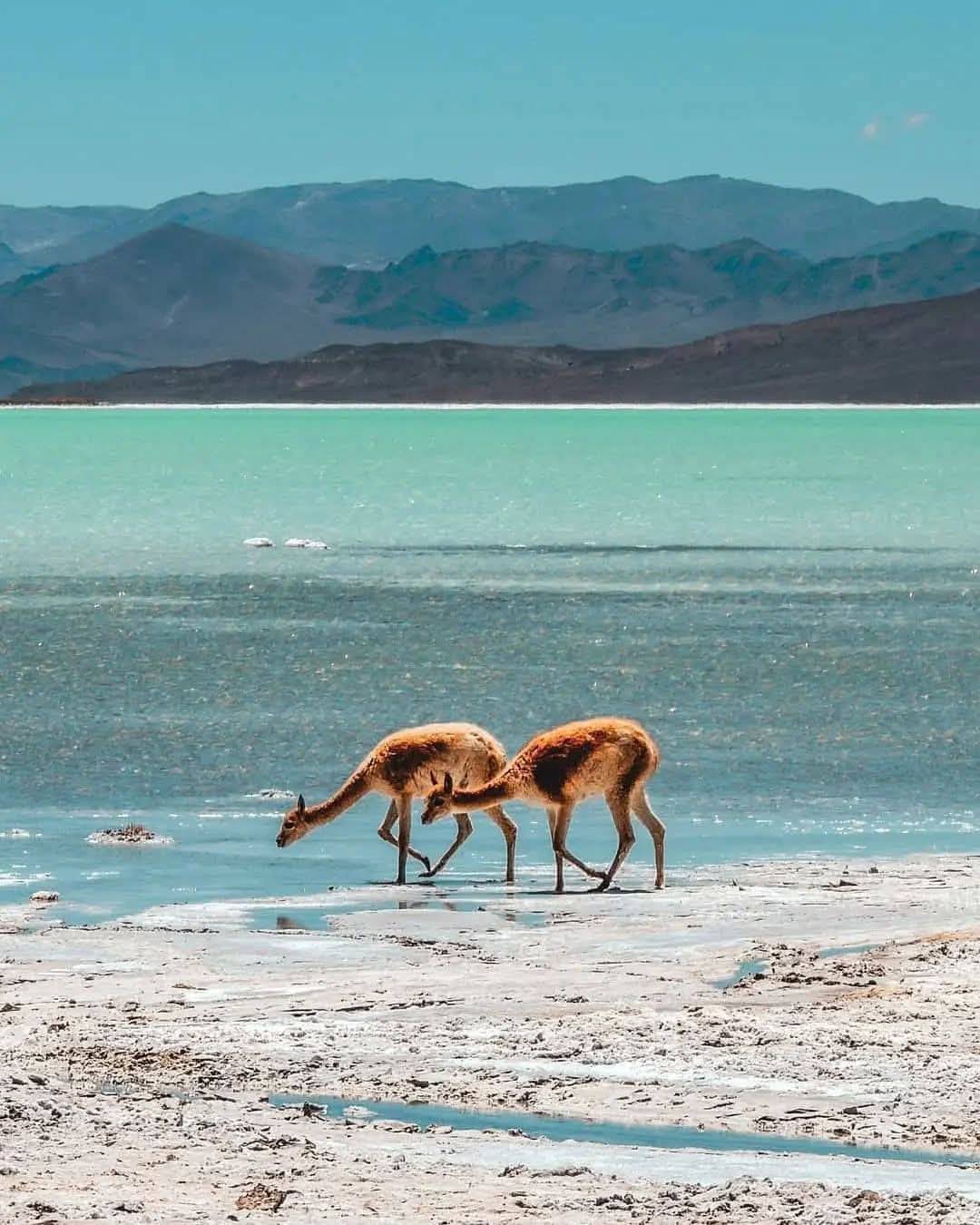 Lagunas de altura cerca del Salar del Hombre Muerto