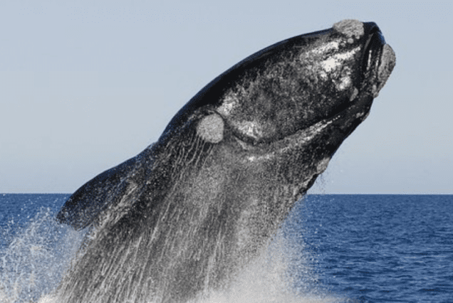 Temporada de Ballenas - Puerto Madryn & Península de Valdés