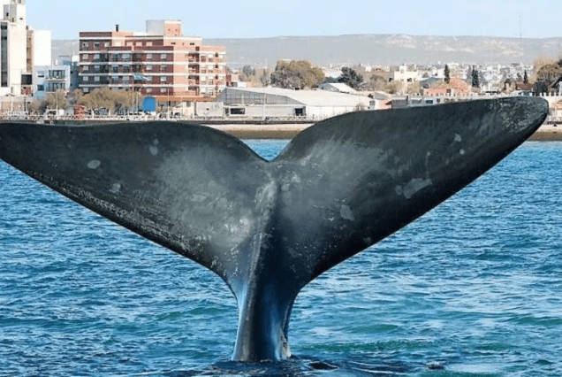 Temporada de Ballenas - Puerto Madryn