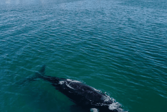 Temporada de Ballenas - Puerto Madryn